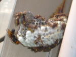 アシナガ蜂の巣を襲うスズメバチ